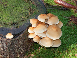 Fototapeta premium Grünblättriger Schwefelkopf - Hypholoma fasciculare