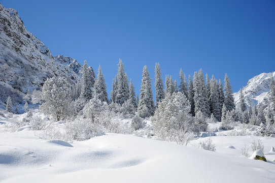 Fototapeta Winter with mountains and fur-trees in snow