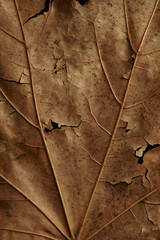 Dried, cracked, brown close-up plane leaf highlighting texture