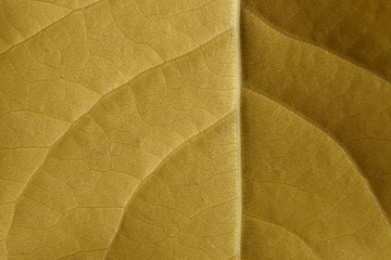 underside of yellow autumnal birch leaf showing texture