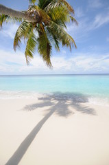 maldives/モルディブ/白い砂浜