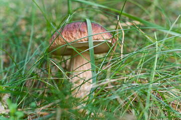 Splendid mushroom in the grass.Close up.
