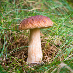 Splendid mushroom in the grass.Close up.