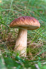 Splendid mushroom in the grass.