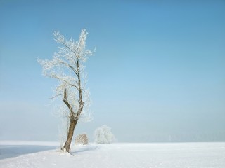 Winter scenery with white tree in the field