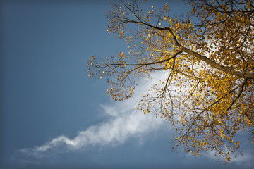 Obraz premium autumn leaf