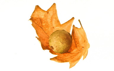 autumn detail