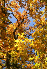 autumn tree branches with sky