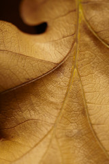 close-up of decaying autumn oak leaf
