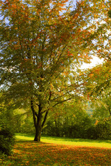 herbst,baum