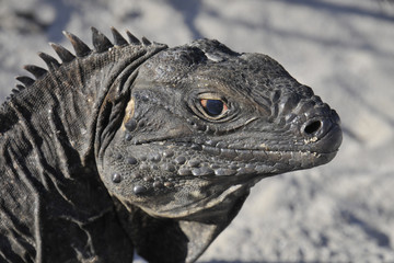 iguane