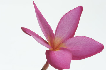 Frangipani Blume