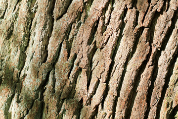 Obraz premium bark on oak tree
