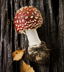Fly agaric mushroom