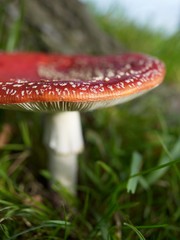 Fly agaric mushroom