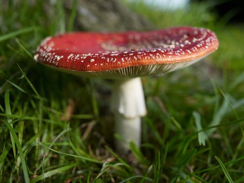 Fly agaric mushroom