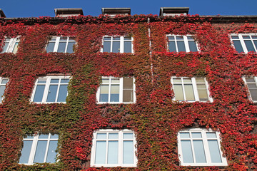 Fassadengrün im Herbst