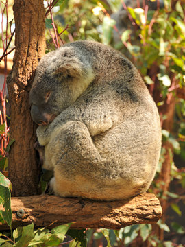 Sleeping koala on a branch