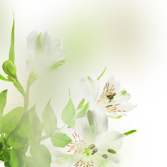 white flowers