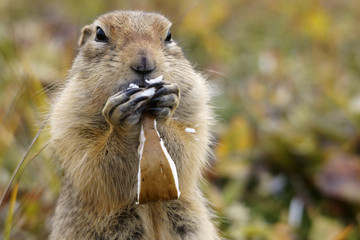 Ground Squirrel