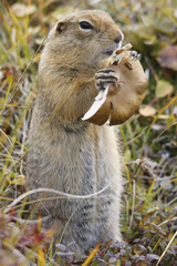 Ground Squirrel