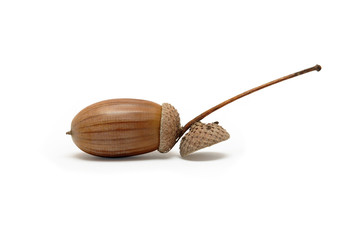 Acorn