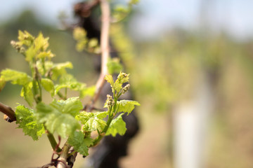 Naklejka premium Weingarten