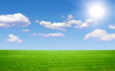 Fototapeta premium Field