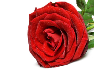 Single red rose on white
