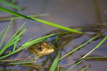 grenouille dans l'étang