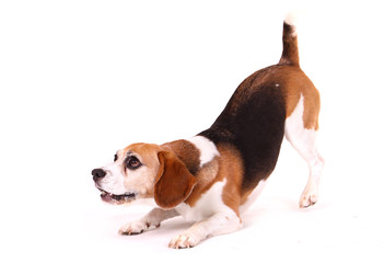 Beagle