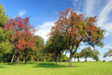 Naklejka premium Apfelbäume