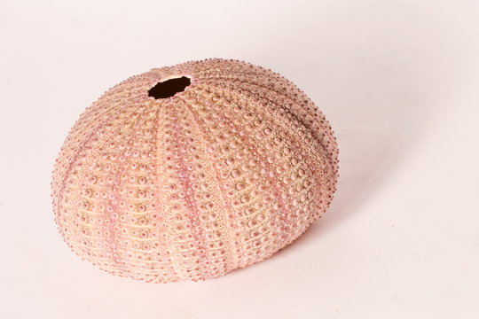 urchin scelet