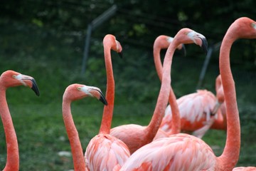 Flamants roses
