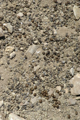 Heces de conejo 11