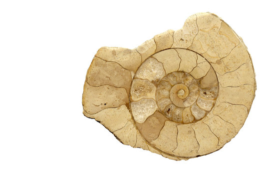 Fossile