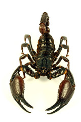 Scorpion (Ptalamneus Fulvipes)