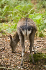 Sika Deer