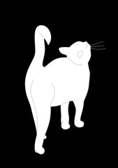 White cat