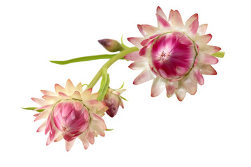 Helichrysum Flower