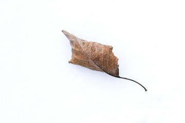 Dryed leaf