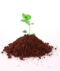 Young plant in ground over white background