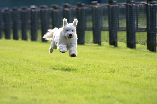 hunderennen