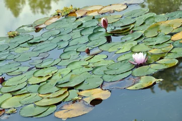 Foto op Plexiglas Waterlelie Roze waterlelie onder groene bladeren op een meer