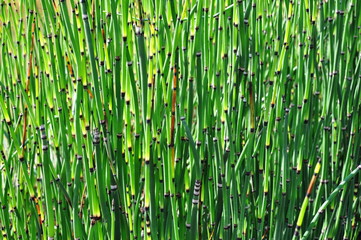Equisetum hyemale L. Robusta in beautiful garden