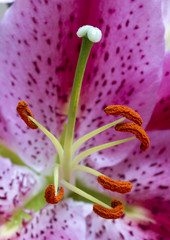 Close up lily stamens