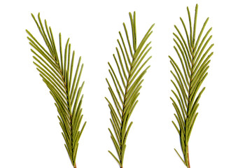 Australian tree leaves