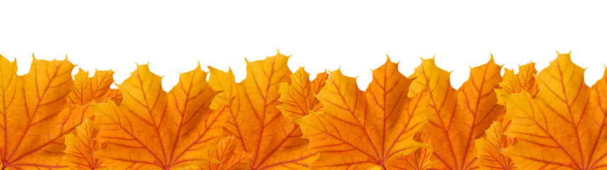 Orange autumn maple leaves, panoramic view