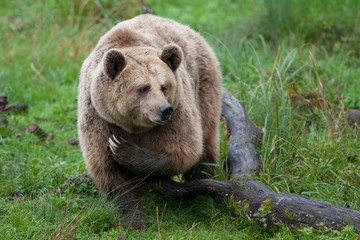 ours brun grizzly mammifère sauvage faune dangereux griffe poil