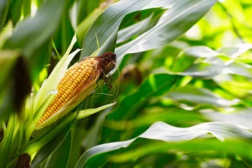 Fotobehang corn cob in the field © Ingo Bartussek